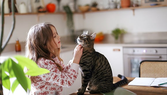A young girl at home plays with her tabby cat