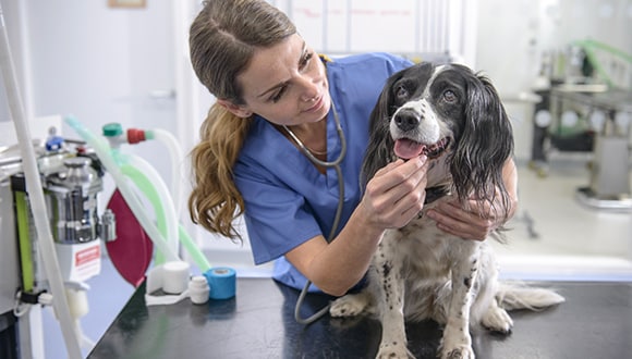Female veterinarian examines a black and white dog